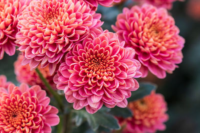 Close-up of pink dahlia flowers