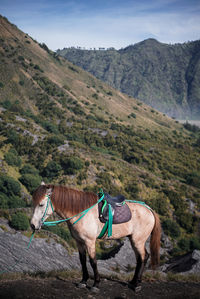 Horses on field