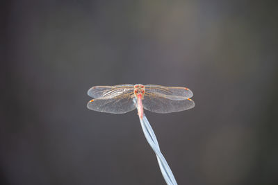 Close-up of dragonfly on twig