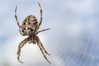 Close-up of spider on web