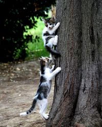 Cat on tree trunk