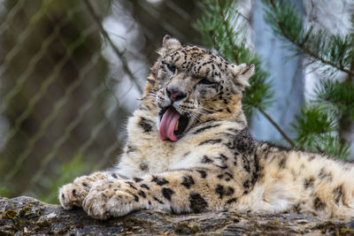 Snow leopard resting on rock at zoo