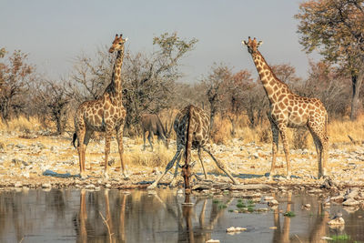 Giraffes by pond on field