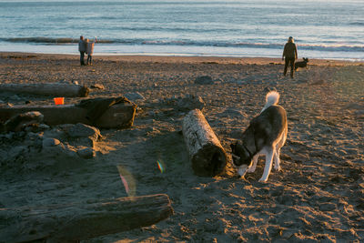 View of birds on beach against sky