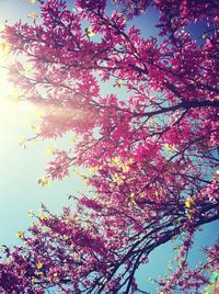 Low angle view of pink flowers