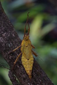 Close-up of insect on leaf