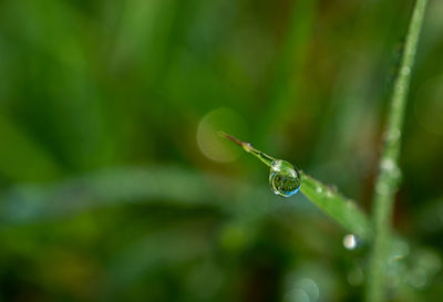 Close-up of water drops on plant