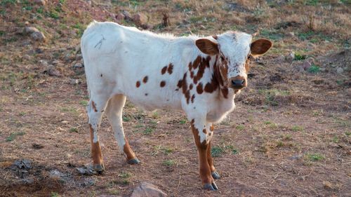 Cow standing in a field