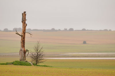 Tree on field against clear sky