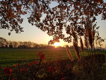 Trees on field against sky during sunset