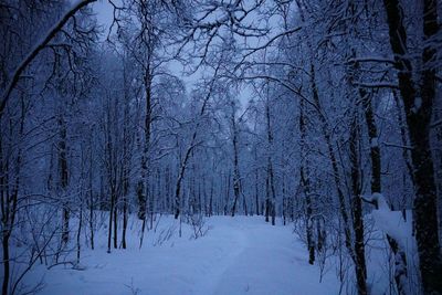 Bare trees on snow covered landscape