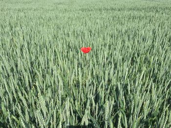 Close-up of wheat growing in field