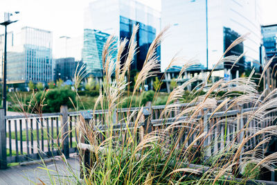 Plants in front of building