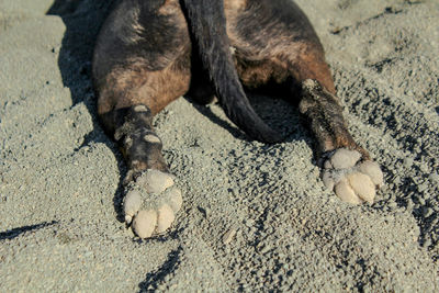 Hind legs of an english bull terrier lying in sand