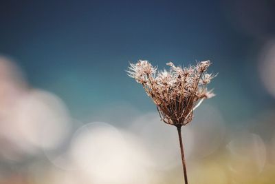 Close-up of dry cow parsnip