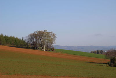 Scenic view of field against clear sky