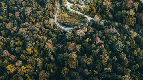 Aerial top view forest tree, rainforest ecosystem and healthy environment concept and background.