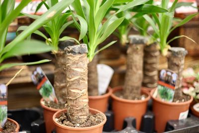 Close-up of potted plants in yard