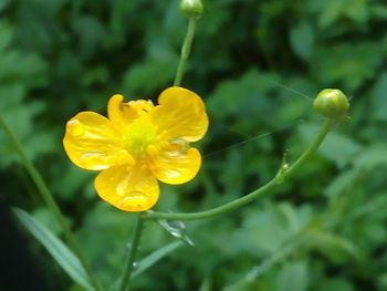 Close-up of yellow flowers blooming outdoors