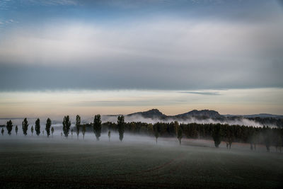 Panoramic shot of trees on field against sky