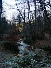 Stream amidst trees in forest against sky