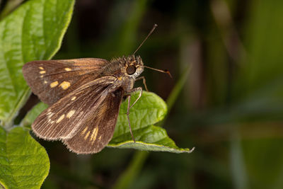 Close-up of butterfly on leaf