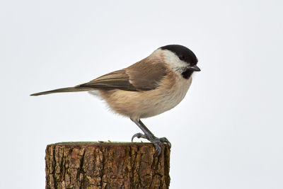 Bird perching on wooden post against white background