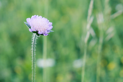 Close-up of purple flowering plant