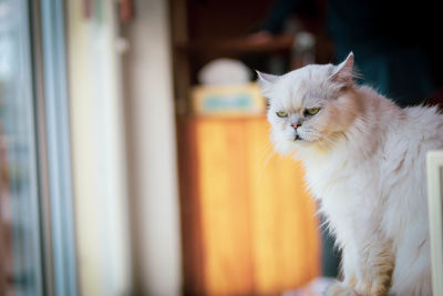 Close-up of a cat looking away