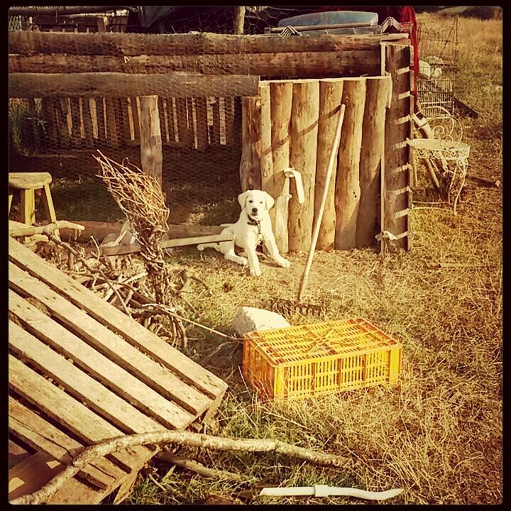 transfer print, metal, auto post production filter, fence, wood - material, field, outdoors, absence, no people, sunlight, protection, day, safety, empty, chair, metallic, large group of objects, abandoned, abundance, rope