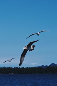 Seagulls flying over lake against clear sky