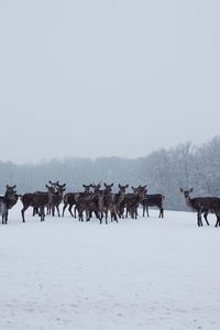 Panoramic view of people on snow covered land against sky