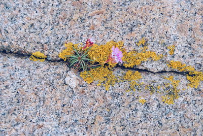 Close-up of flowers growing on cracked wall