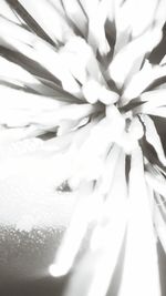 Full frame shot of white flower