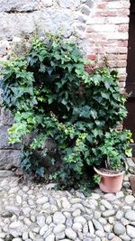 Potted plant against wall in yard