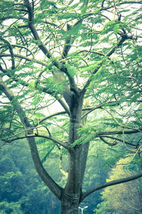 Trees growing in sunlight