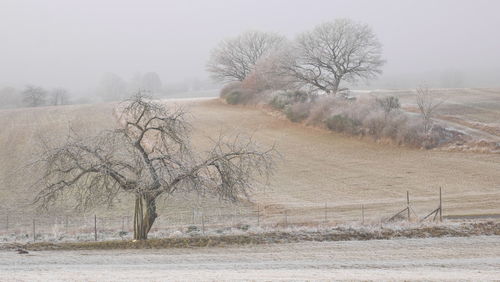 Bare trees on landscape against clear sky