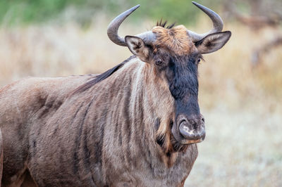 Blue wildebeest