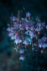 Close-up of purple flowering plant