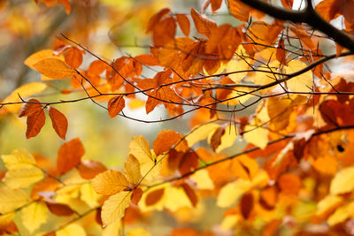 Close-up of autumnal leaves