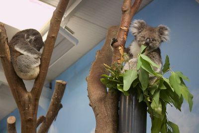 Low angle view of cat on tree