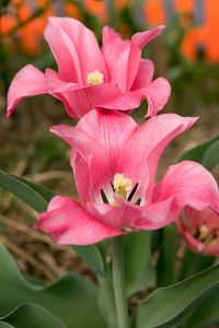 Close-up of pink lily flowers