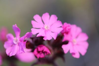 Close-up of pink flowers blooming outdoors