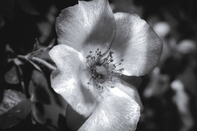 Close-up of white day lily