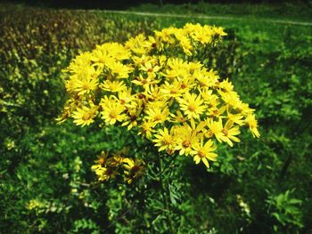 Close-up of yellow flowers blooming on field