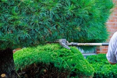 View of an animal on grass