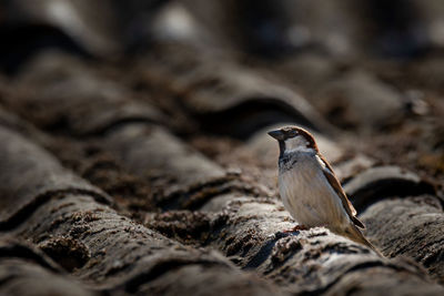 Close-up of house sparrow perching on roof