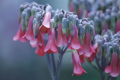 Close-up of pink flowers in park