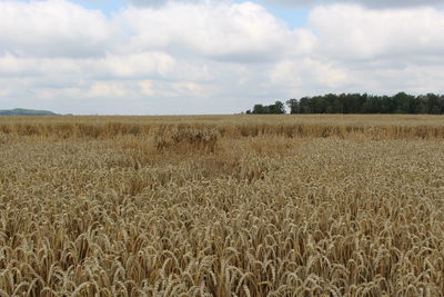 Scenic view of field against clear sky