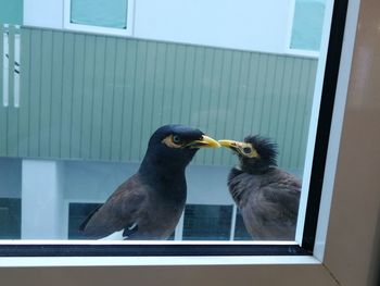 Close-up of bird perching on window